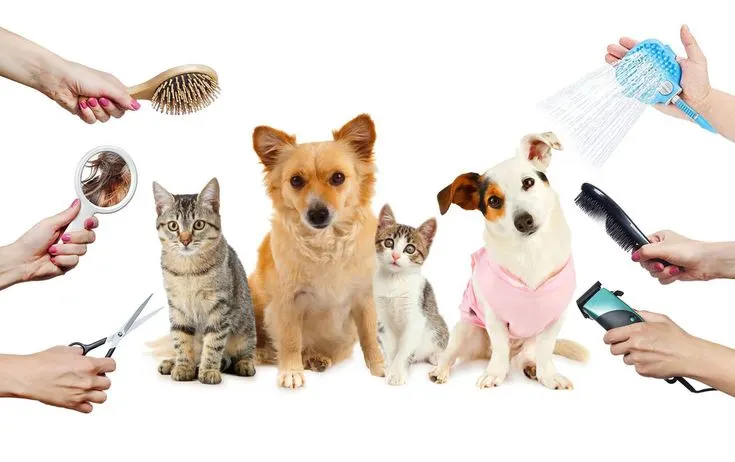 pets grooming