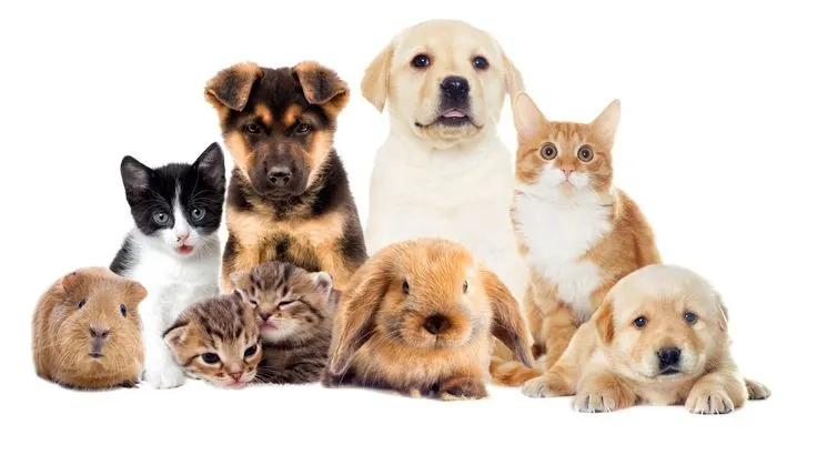 pet products