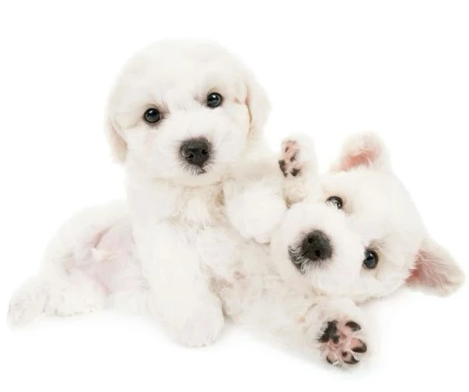 pets
